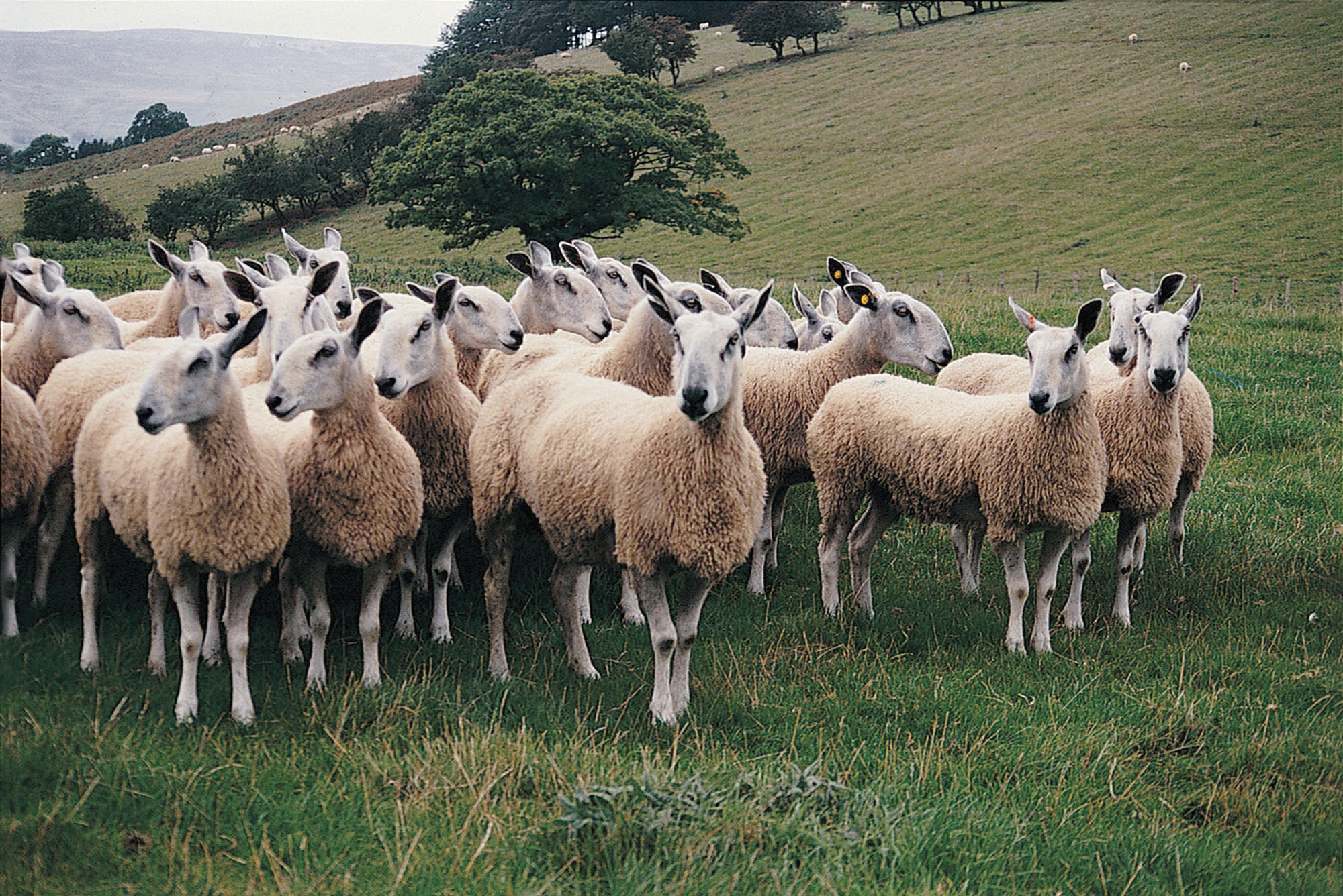 Why British Wool