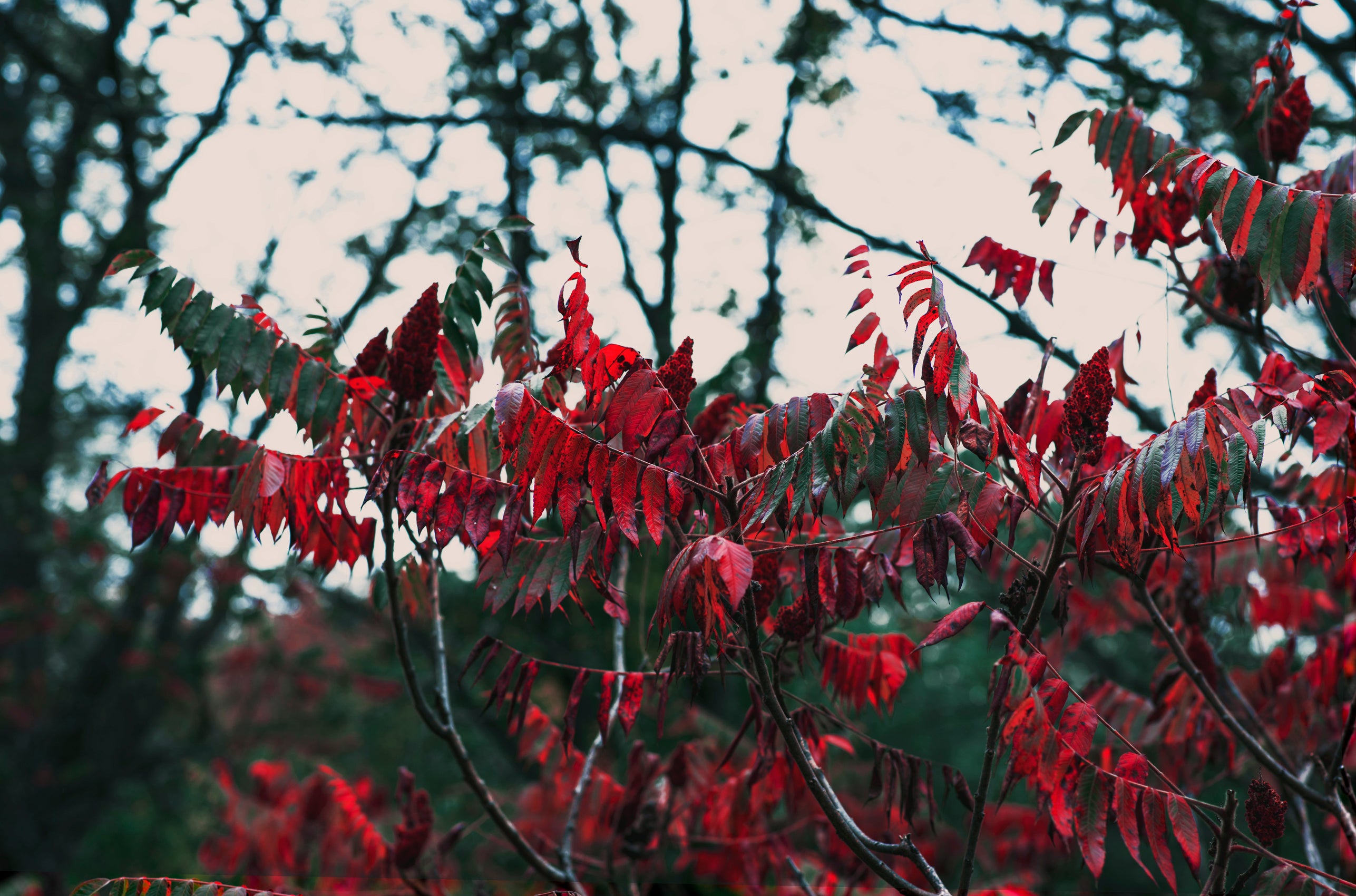 bright-red-autumn-leaves.jpg
