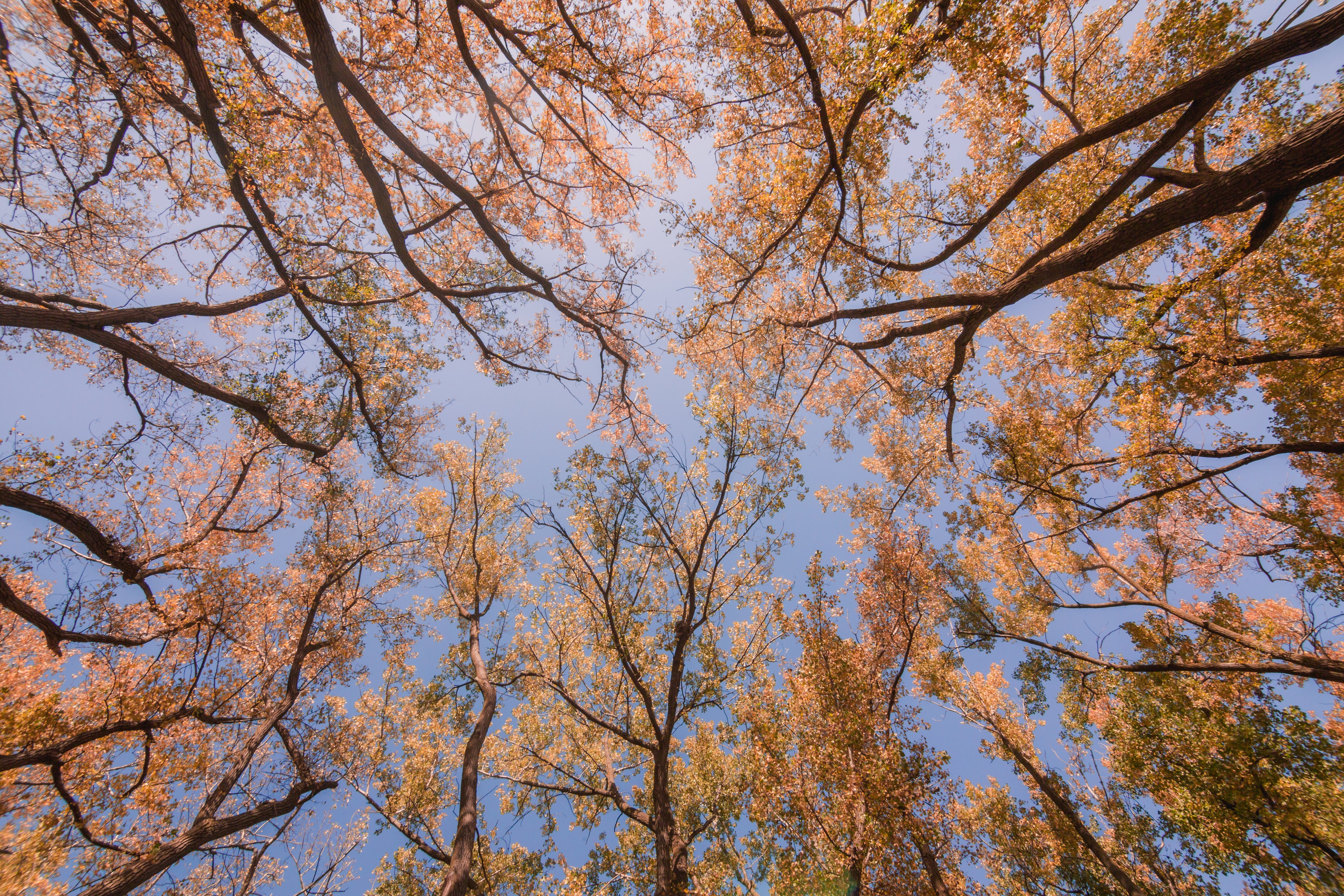 looking-up-at-fall-trees.jpg